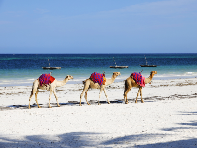 domiciliation-dakhla-morocco